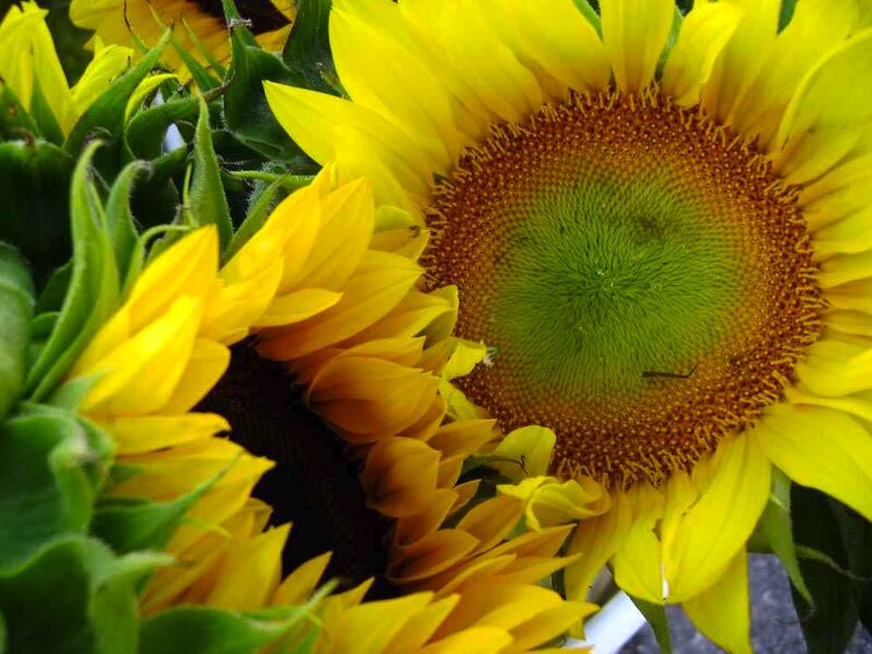 Sunflowers in a Bouquet — Yellow, Natural