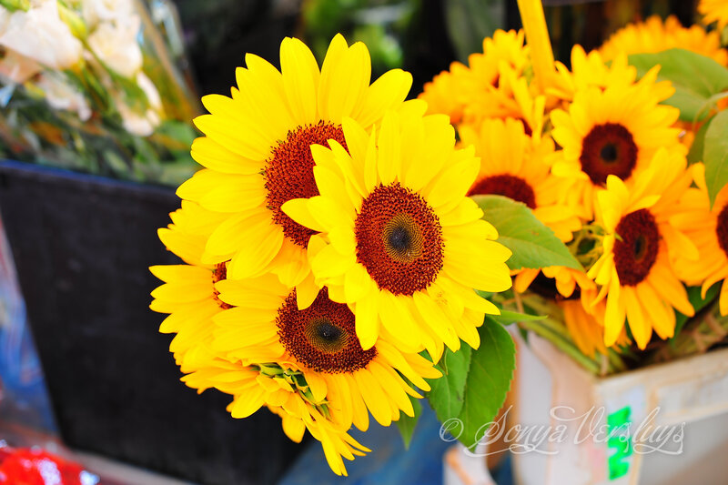 Sunflowers in a Bouquet — Yellow, Vibrant