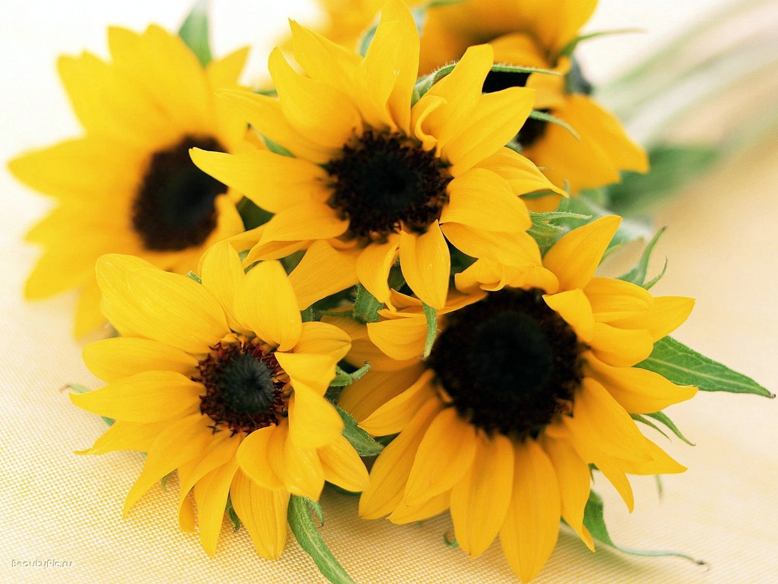 Sunflowers in a bouquet