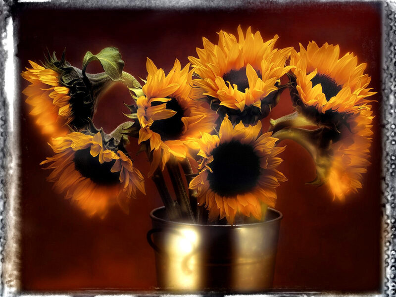 Sunflowers in a Bucket