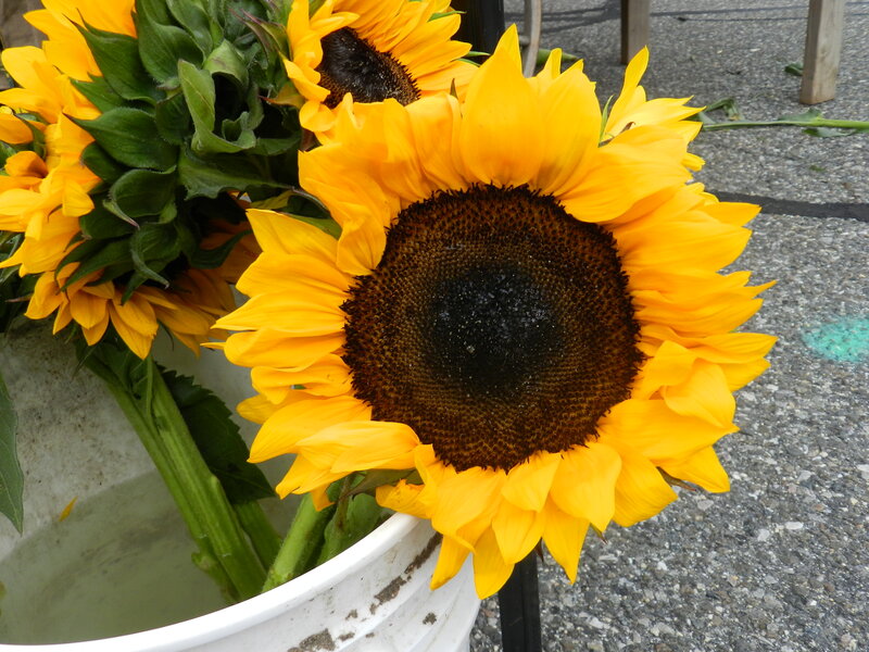 Sunflowers in a Bucket — Yellow, Bright