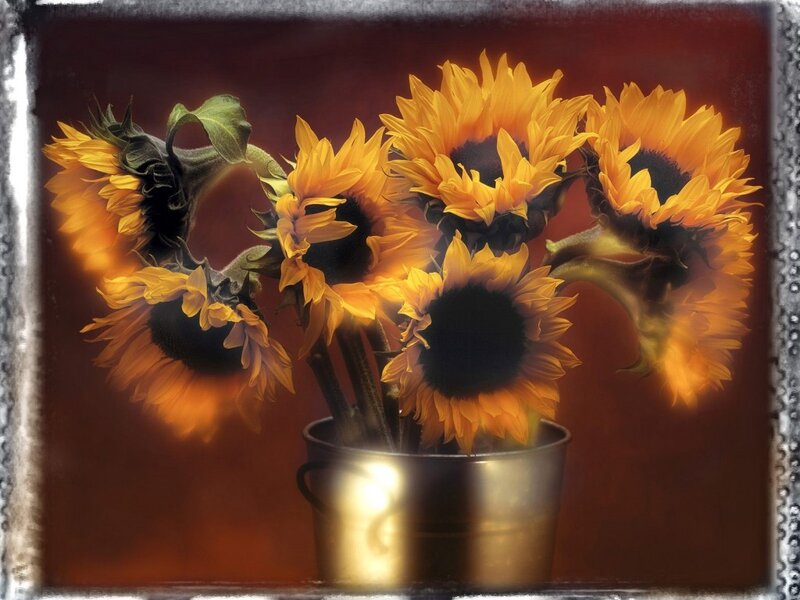 Sunflowers in a Bucket — Yellow, Dramatic, Photograph