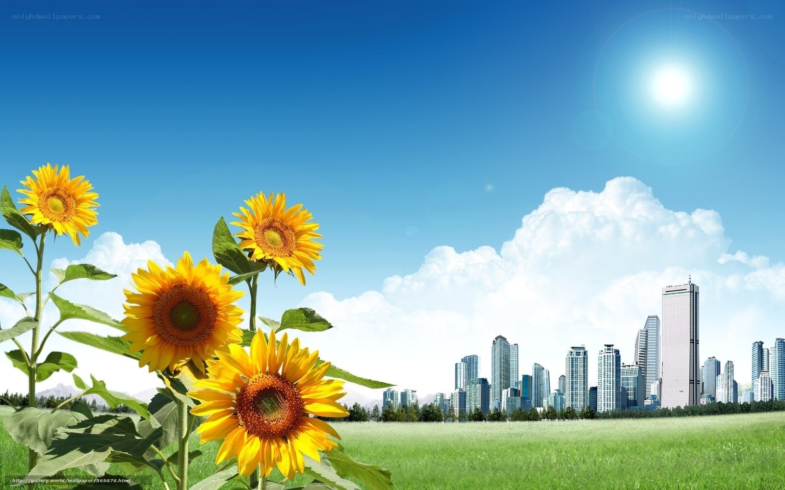 Sunflowers in a city field
