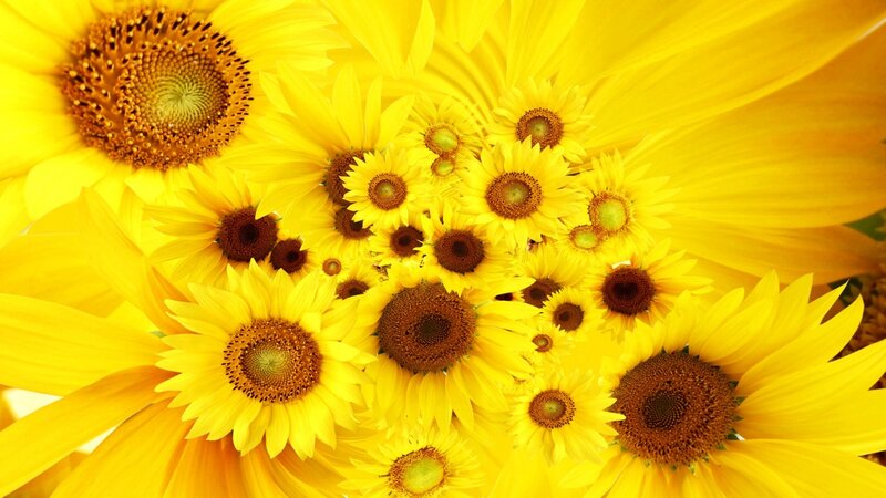 Sunflowers in a Cluster — Yellow, Bright, Afternoon