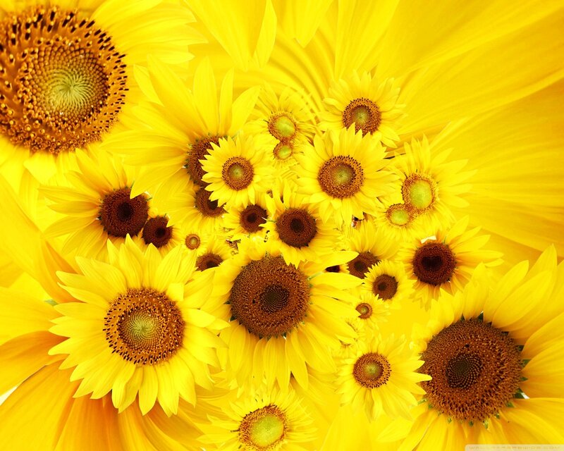 Sunflowers in a Cluster — Yellow, Bright, Summer, Photograph