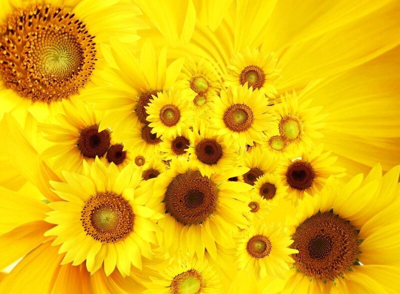 Sunflowers in a Cluster — Yellow, Bright, Summer