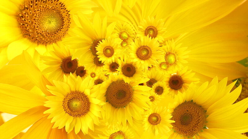 Sunflowers in a Cluster — Yellow, Bright