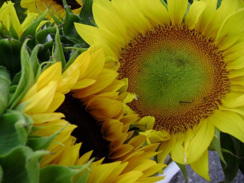 Sunflowers in a Cluster — Yellow, Natural