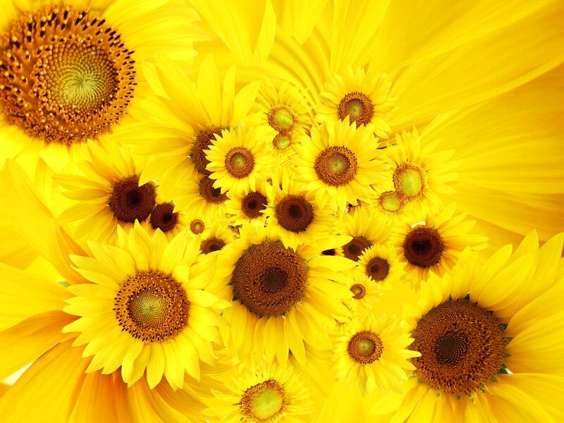 Sunflowers in a Cluster — Yellow, Vibrant