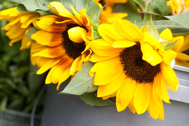 Sunflowers in a Container
