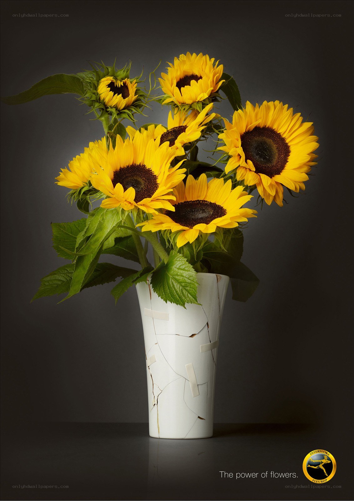 Sunflowers in a cracked vase