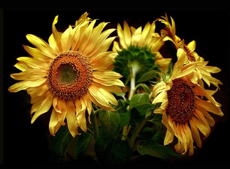 Sunflowers in a dark setting