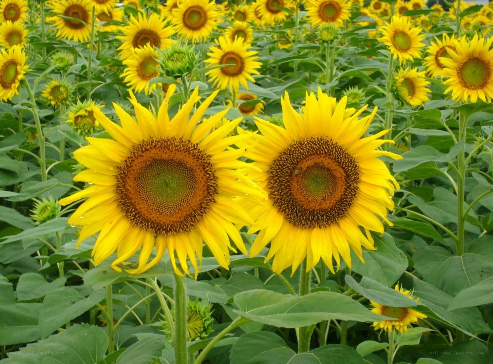 Sunflowers in a field