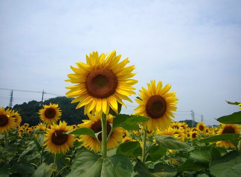 Sunflowers in a field