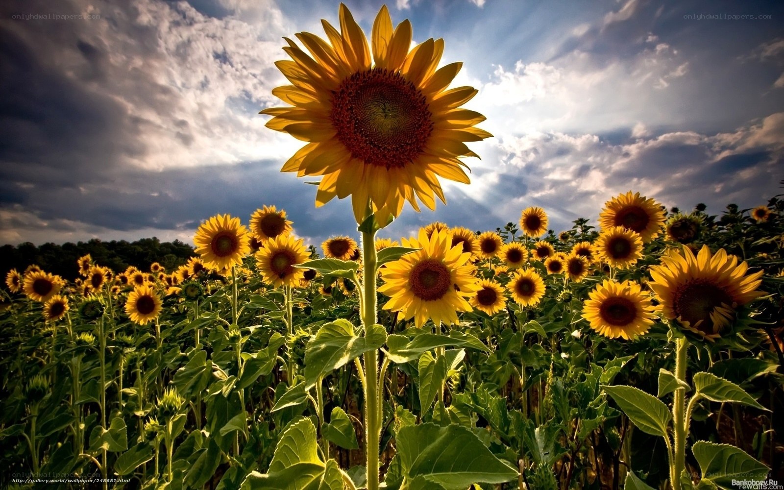 Sunflowers in a field