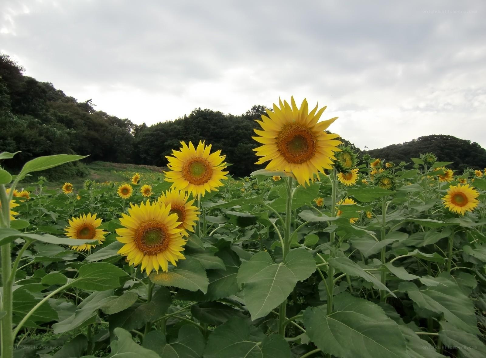 Sunflowers in a field