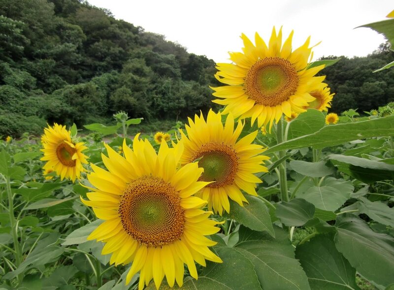 Sunflowers in a field