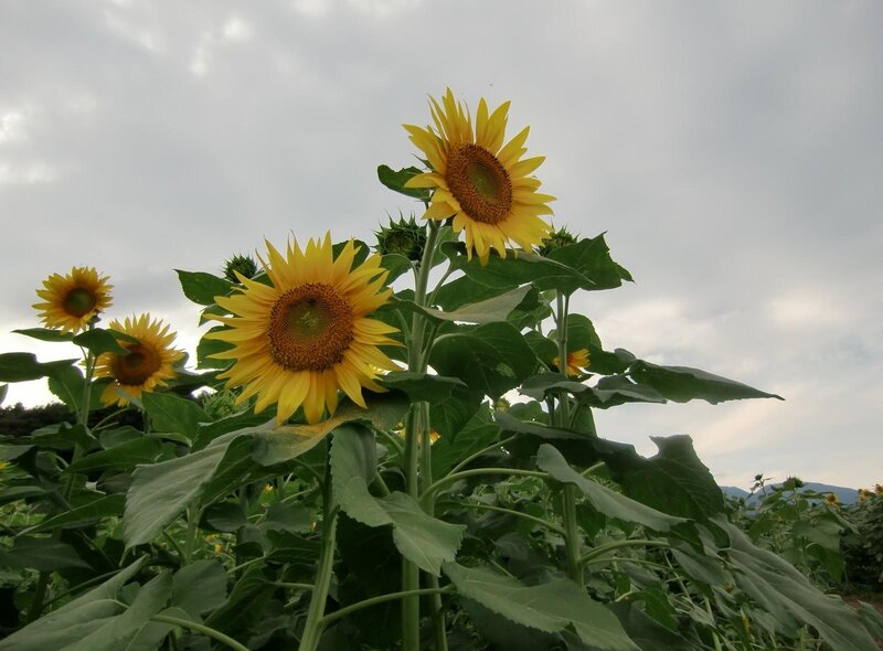 Sunflowers in a field