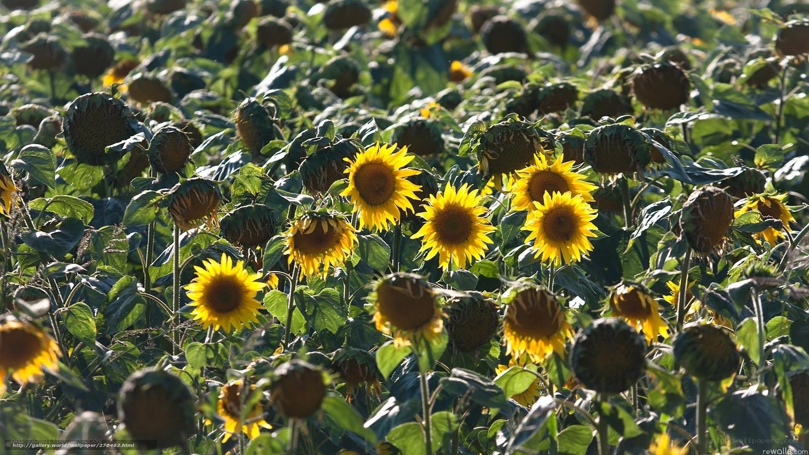 Sunflowers in a field