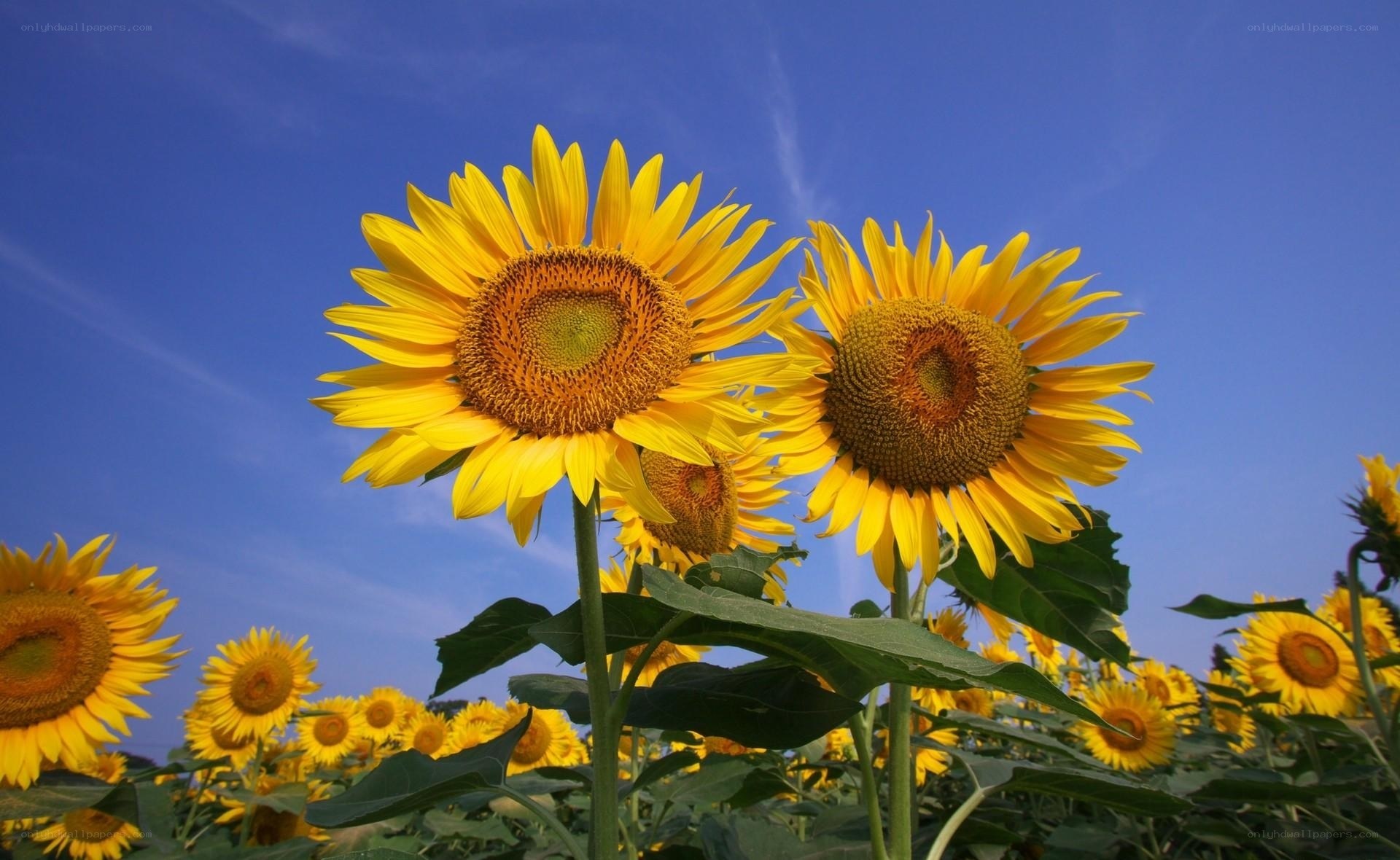 Sunflowers in a field