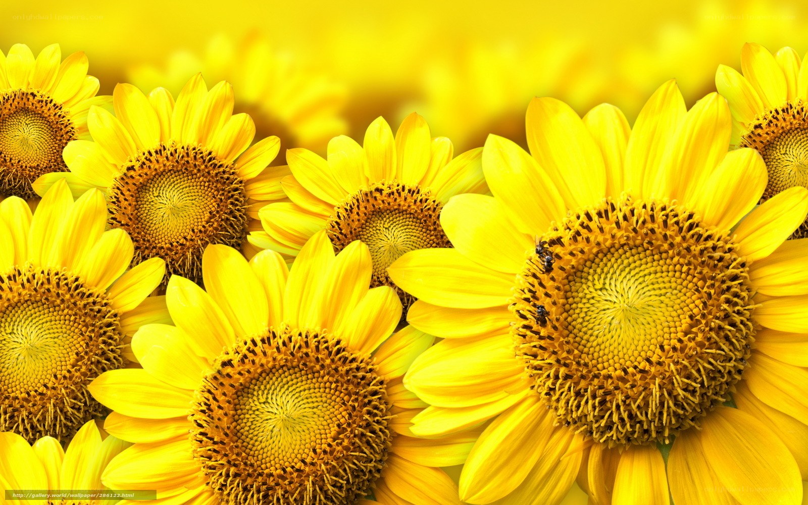 Sunflowers in a field