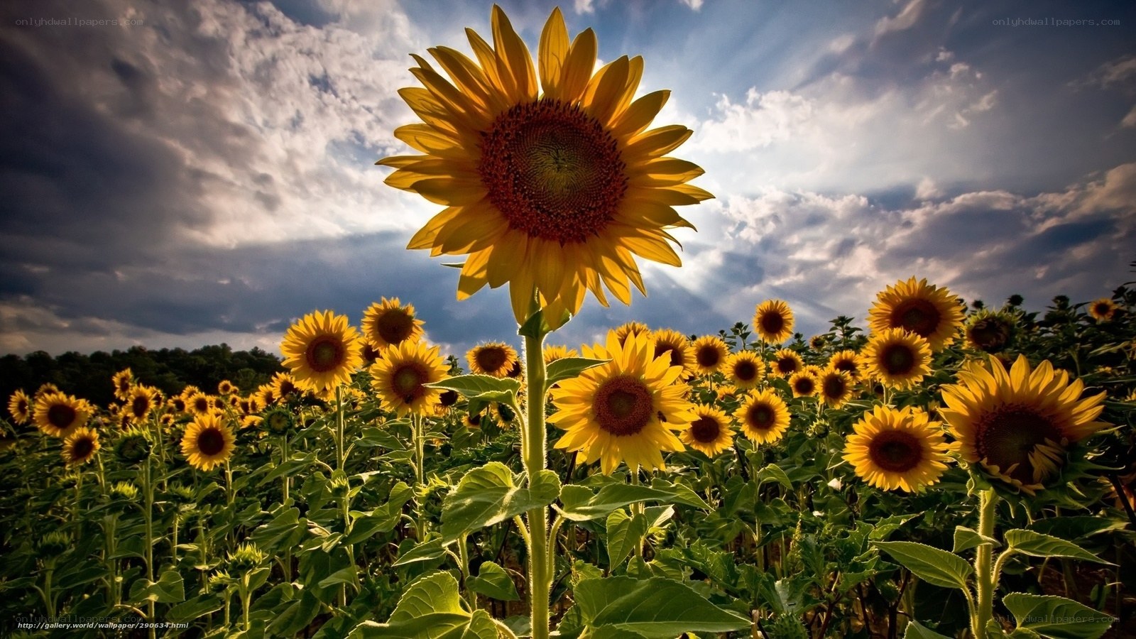 Sunflowers in a field