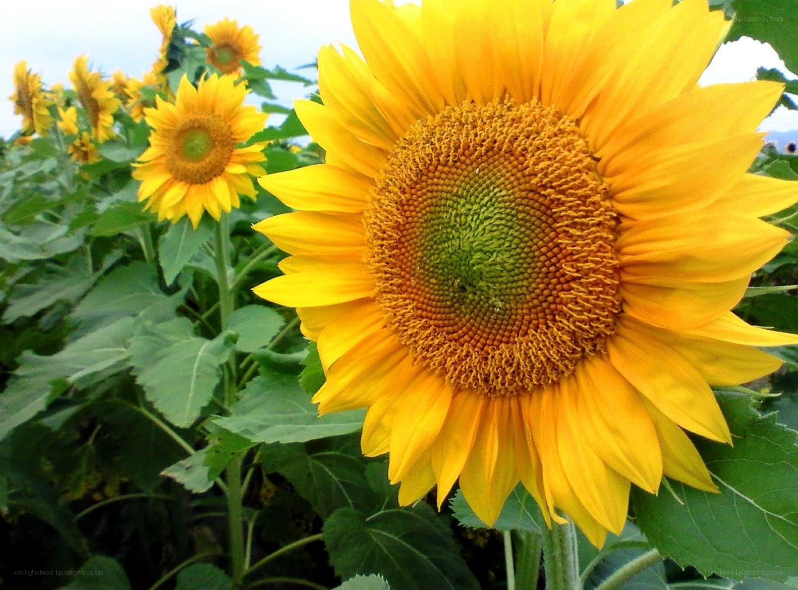 Sunflowers in a field