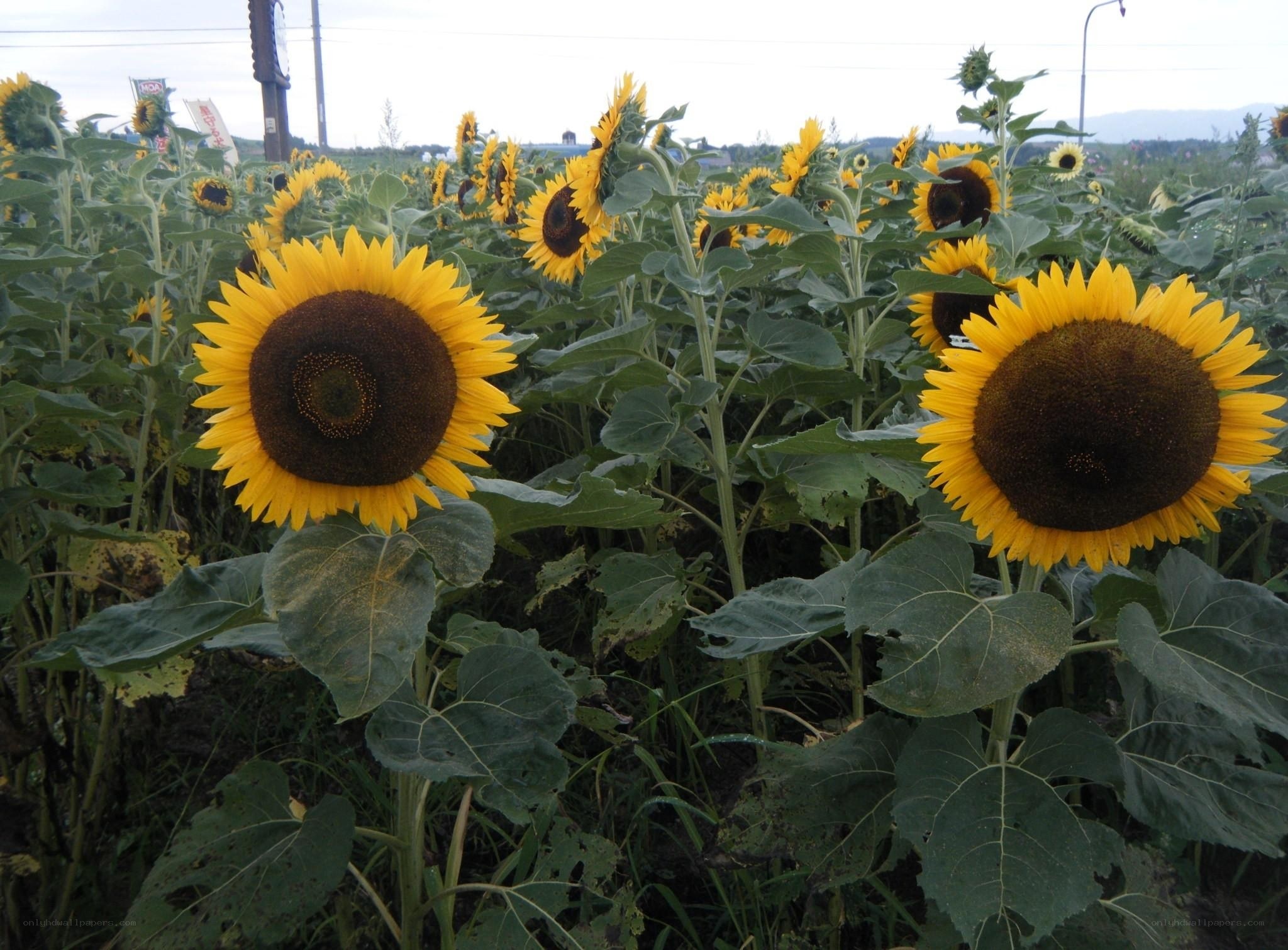 Sunflowers in a field