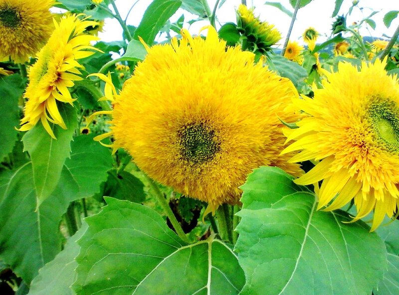 Sunflowers in a field