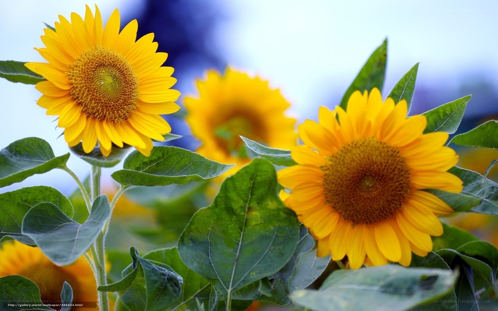 Sunflowers in a field