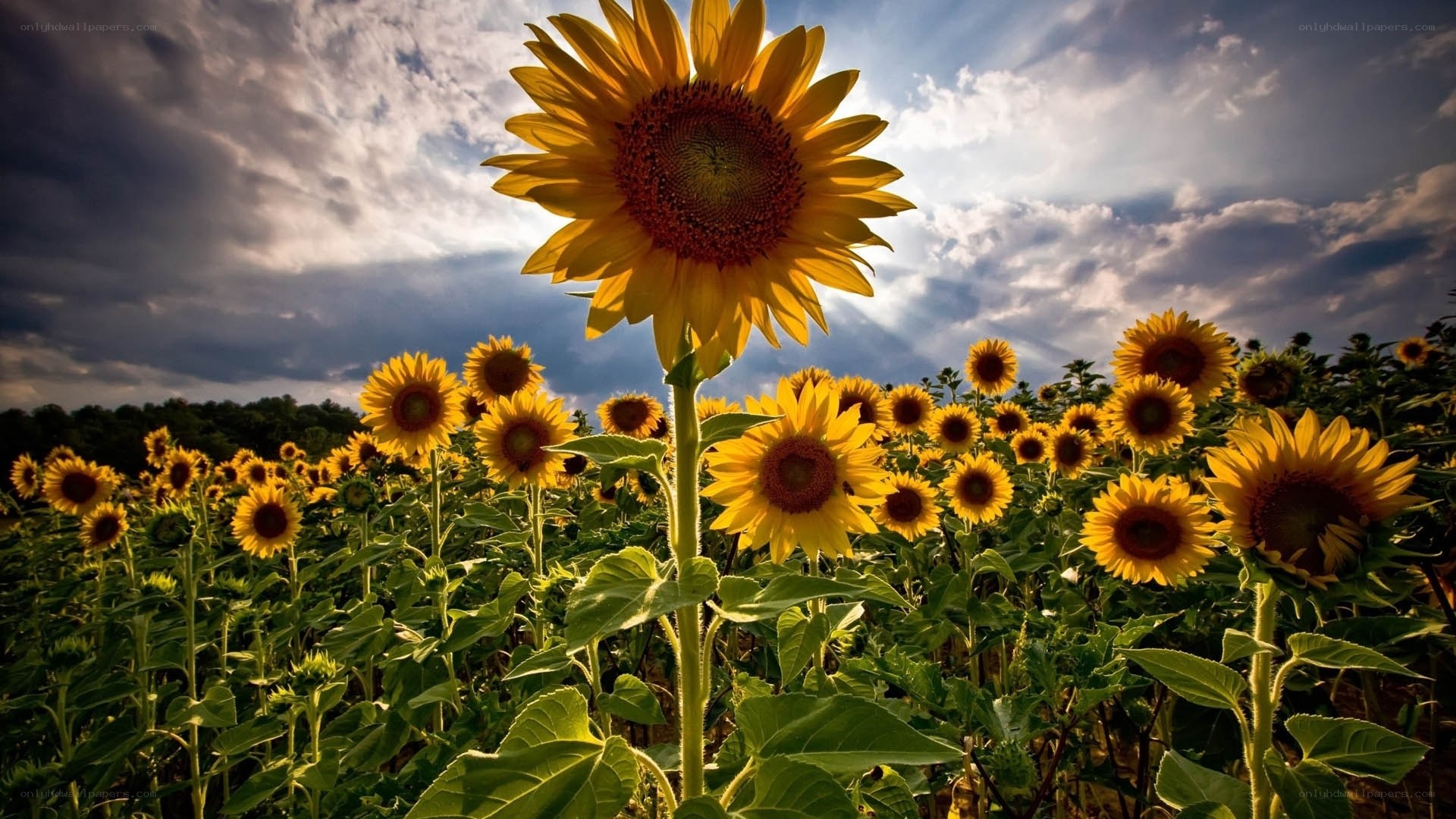 Sunflowers in a field