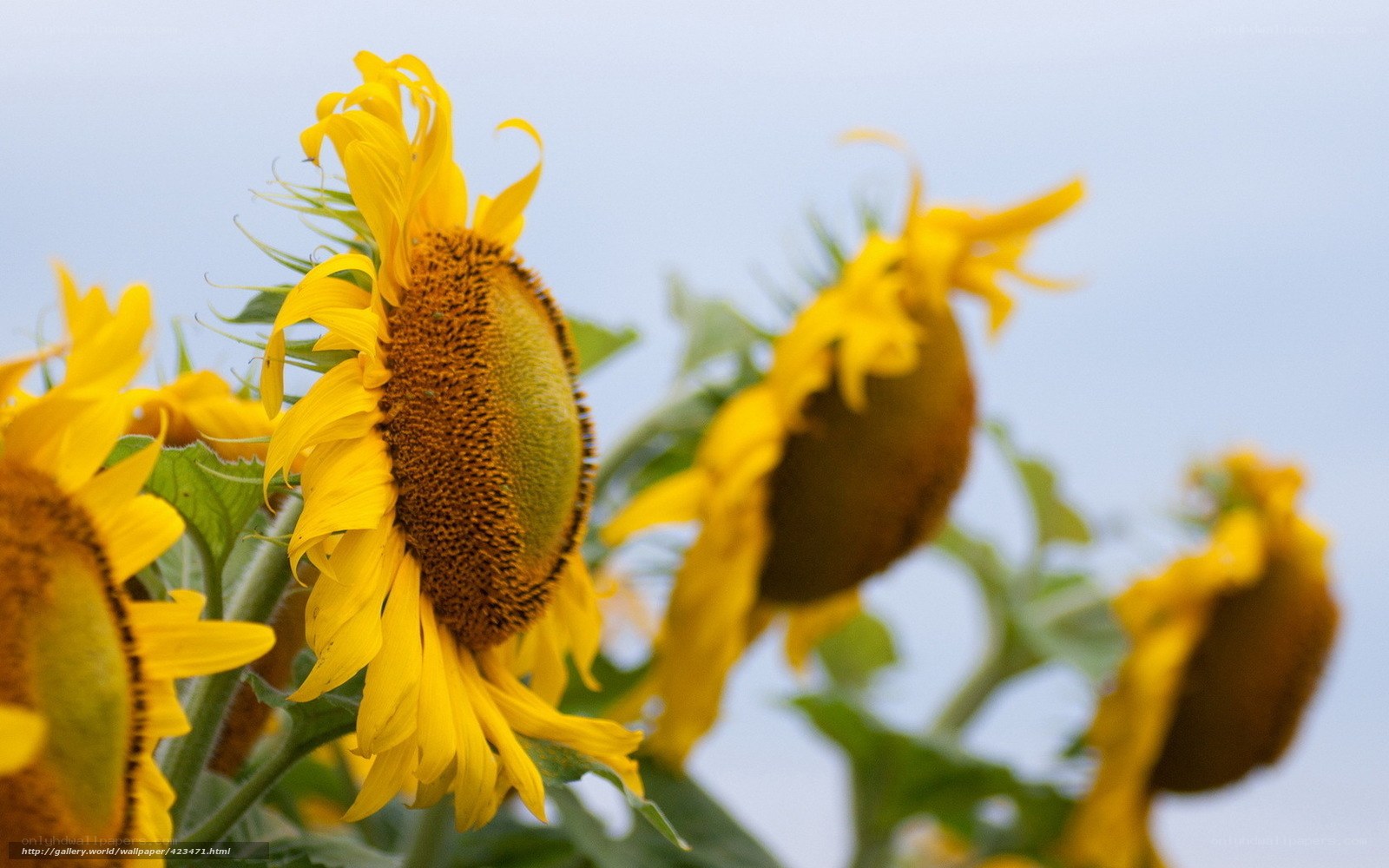 Sunflowers in a field