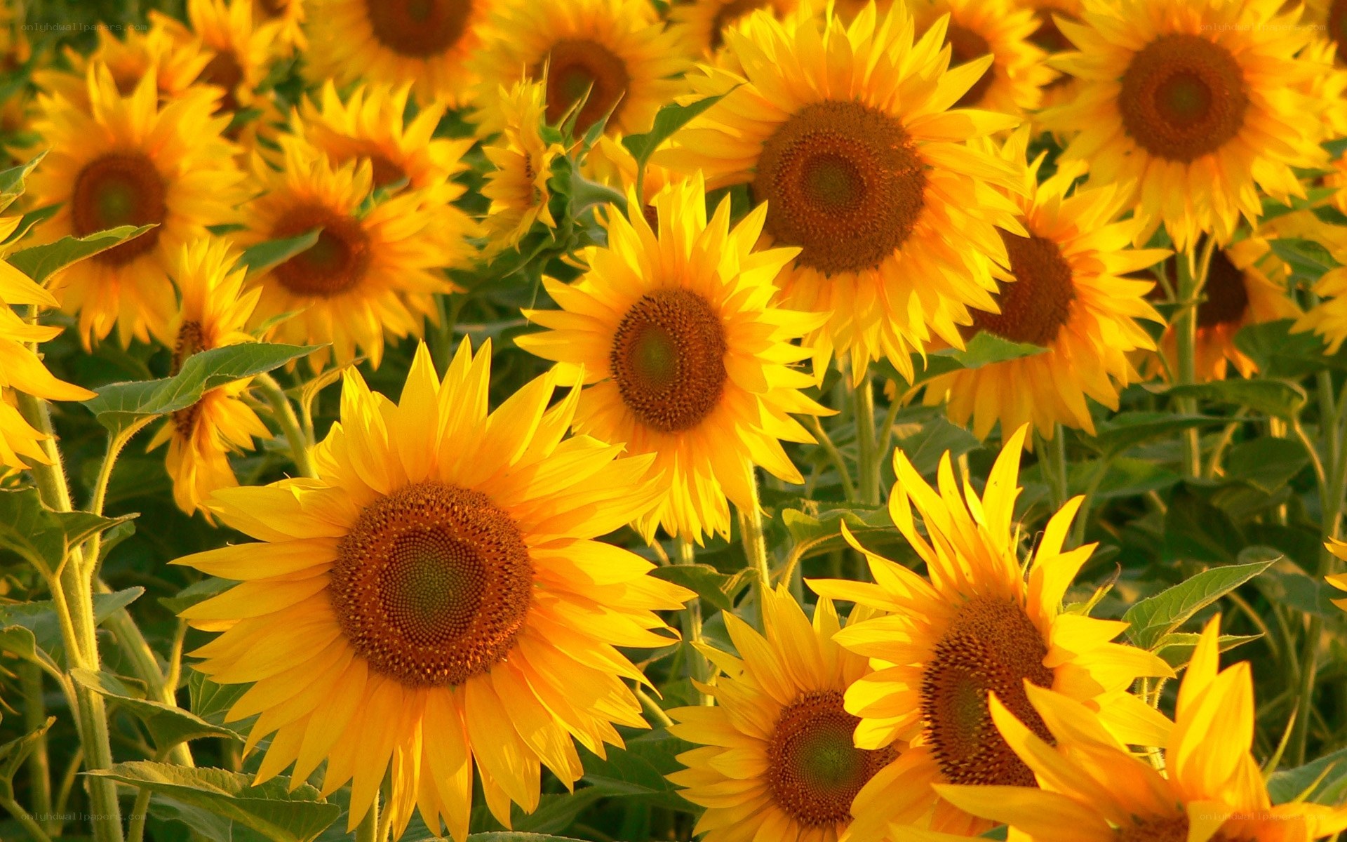 Sunflowers in a field
