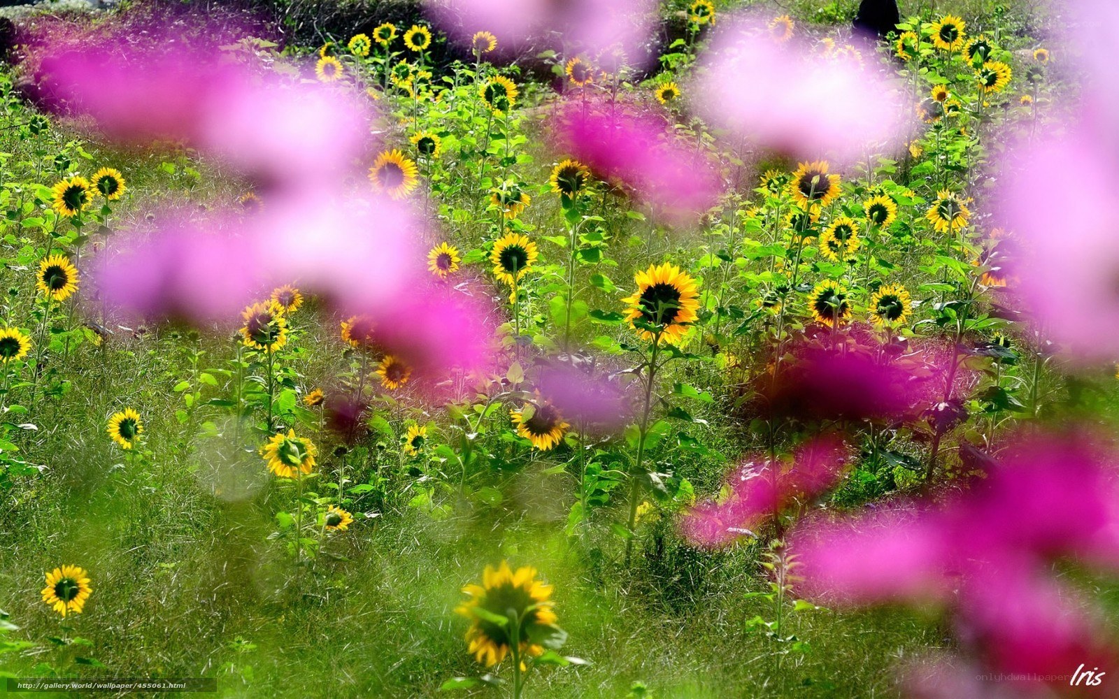 Sunflowers in a field