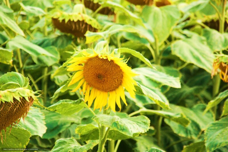 Sunflowers in a field