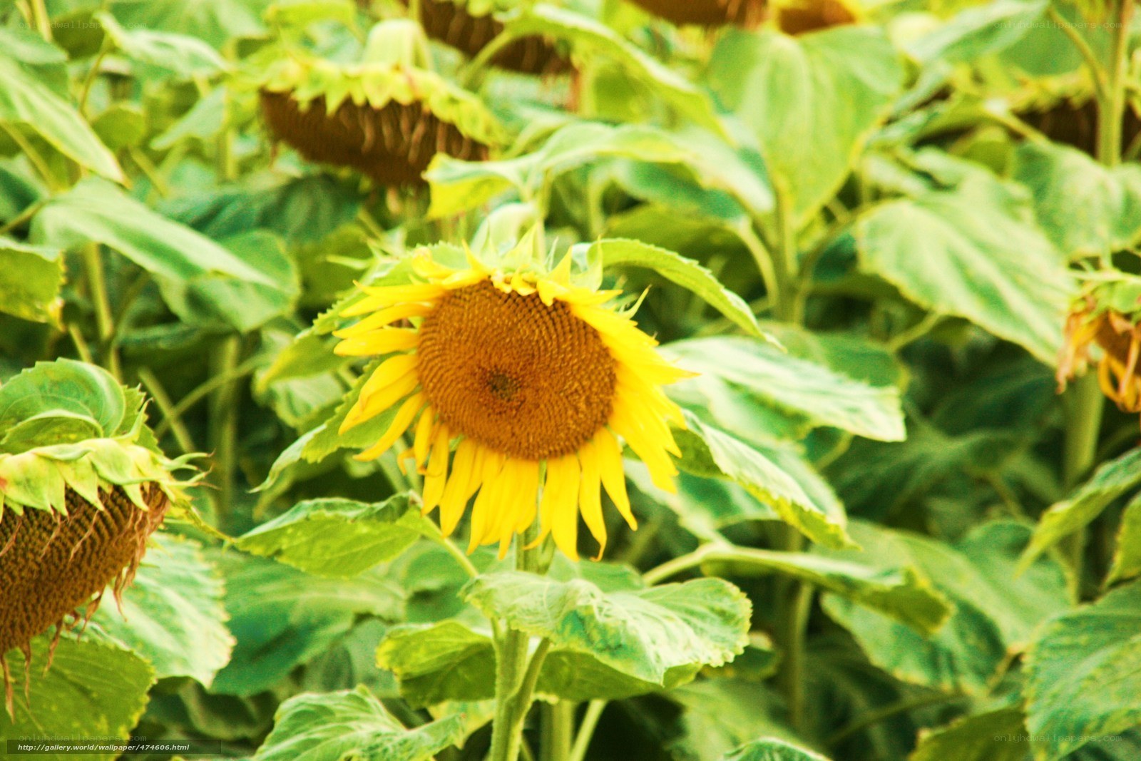 Sunflowers in a field
