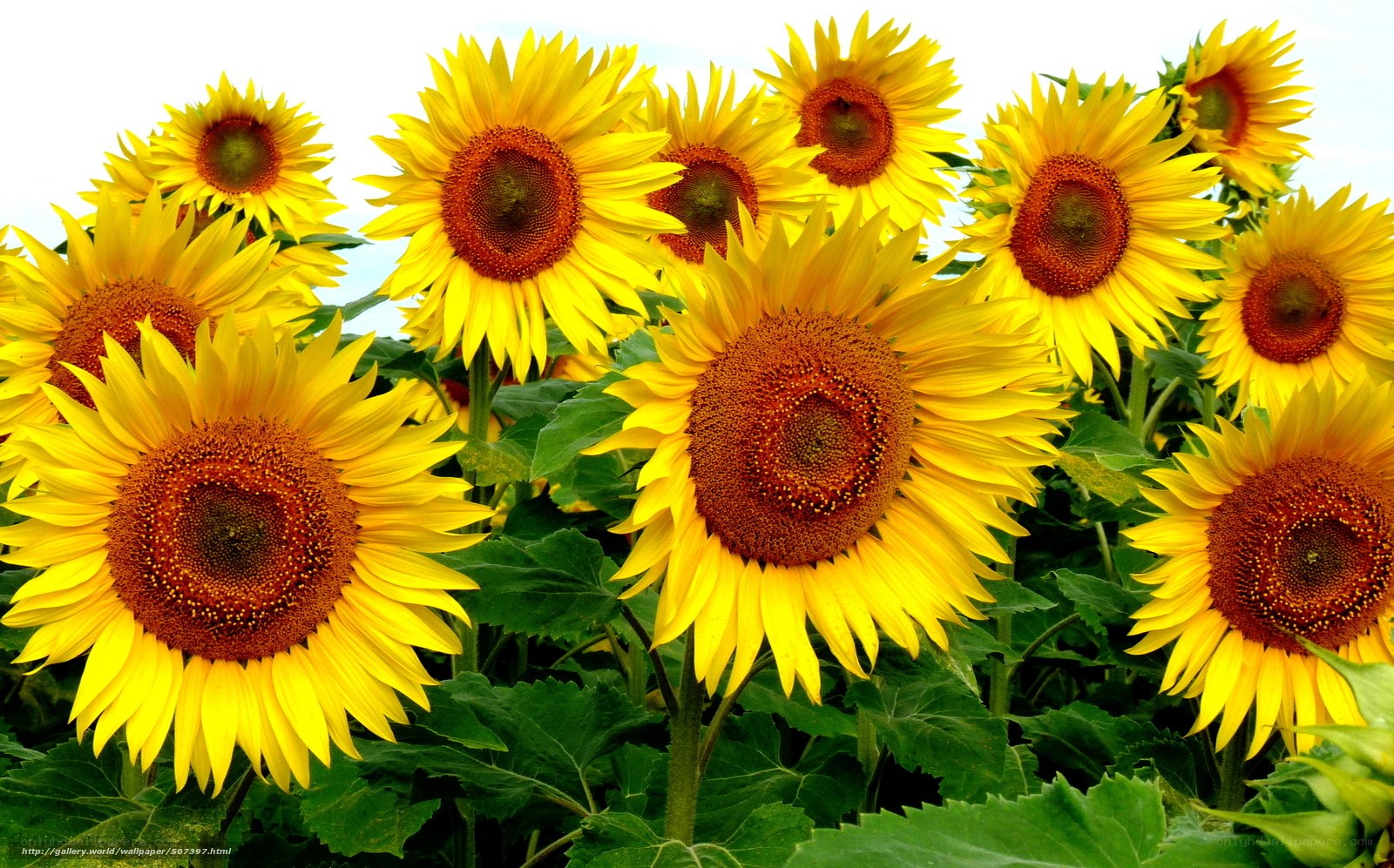 Sunflowers in a field