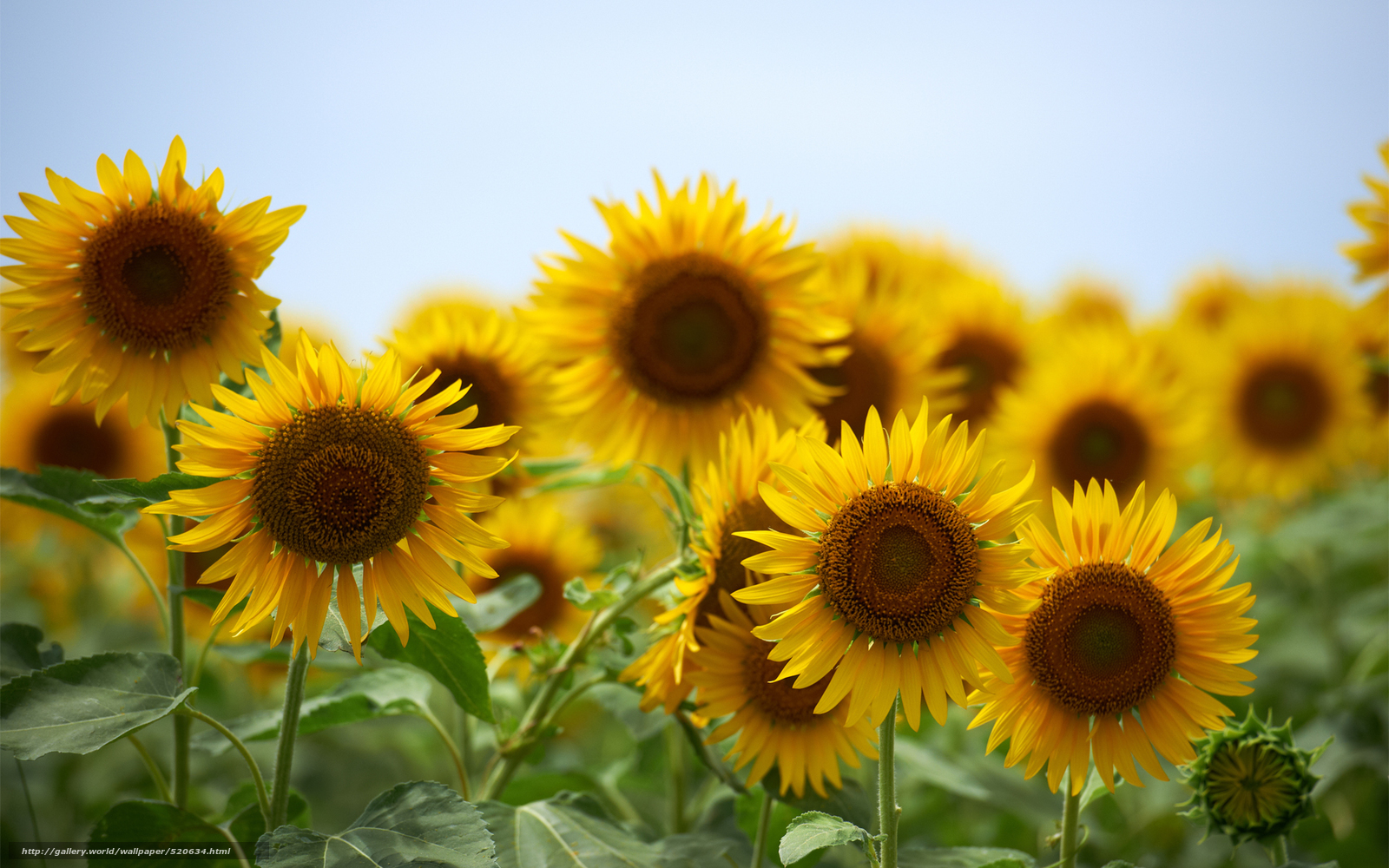 Sunflowers in a field