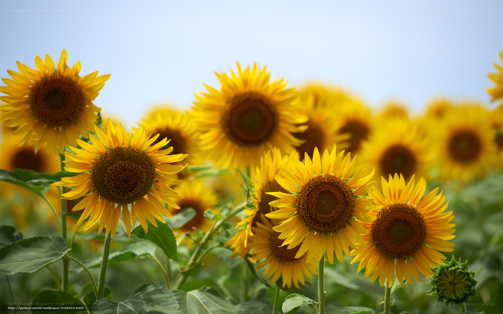 Sunflowers in a field