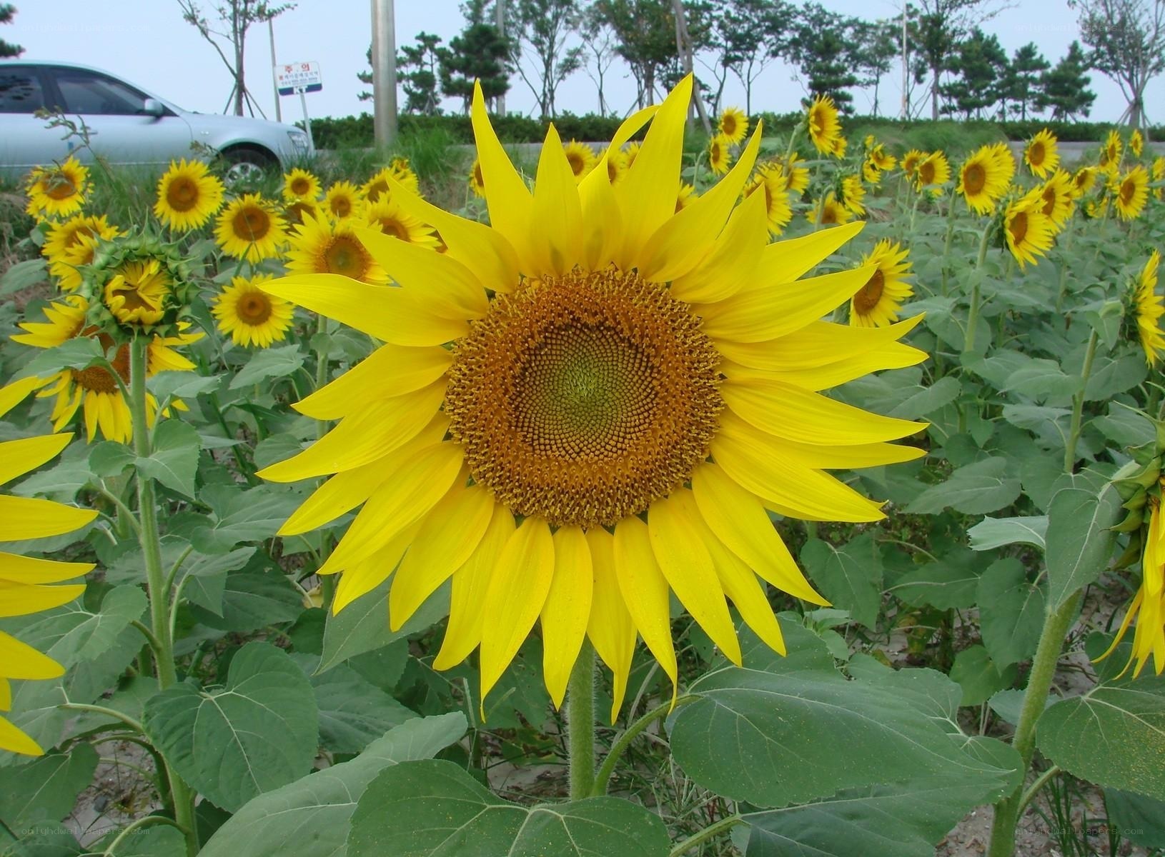 Sunflowers in a field
