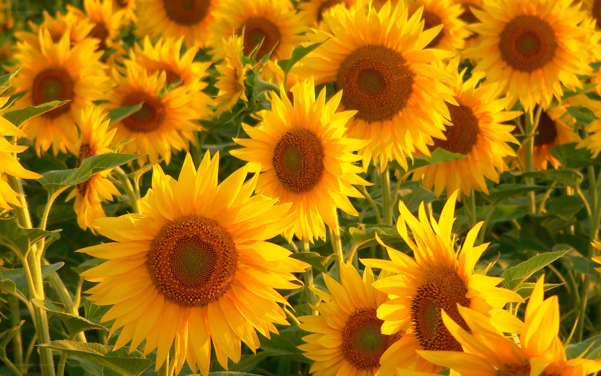 Sunflowers in a field