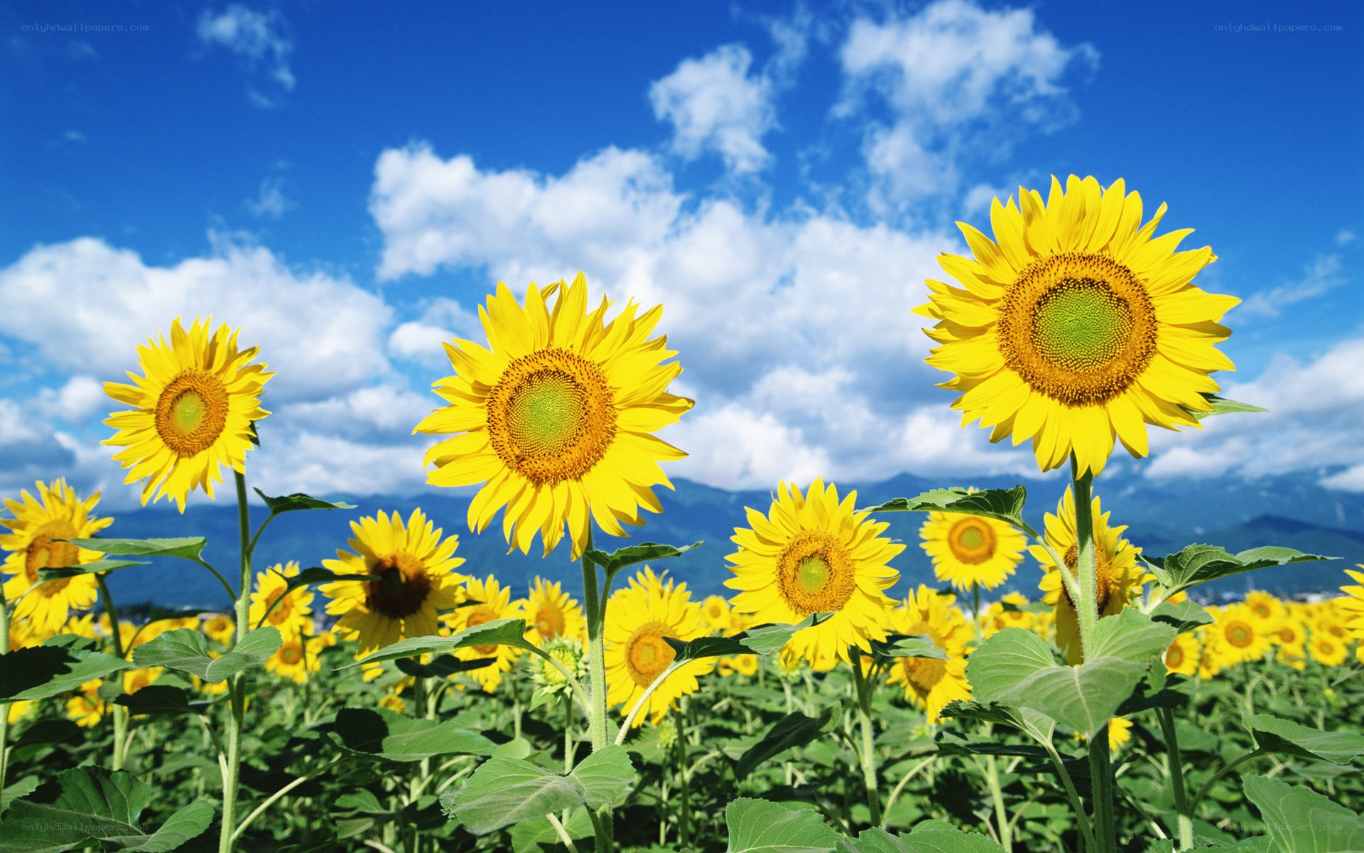 Sunflowers in a field