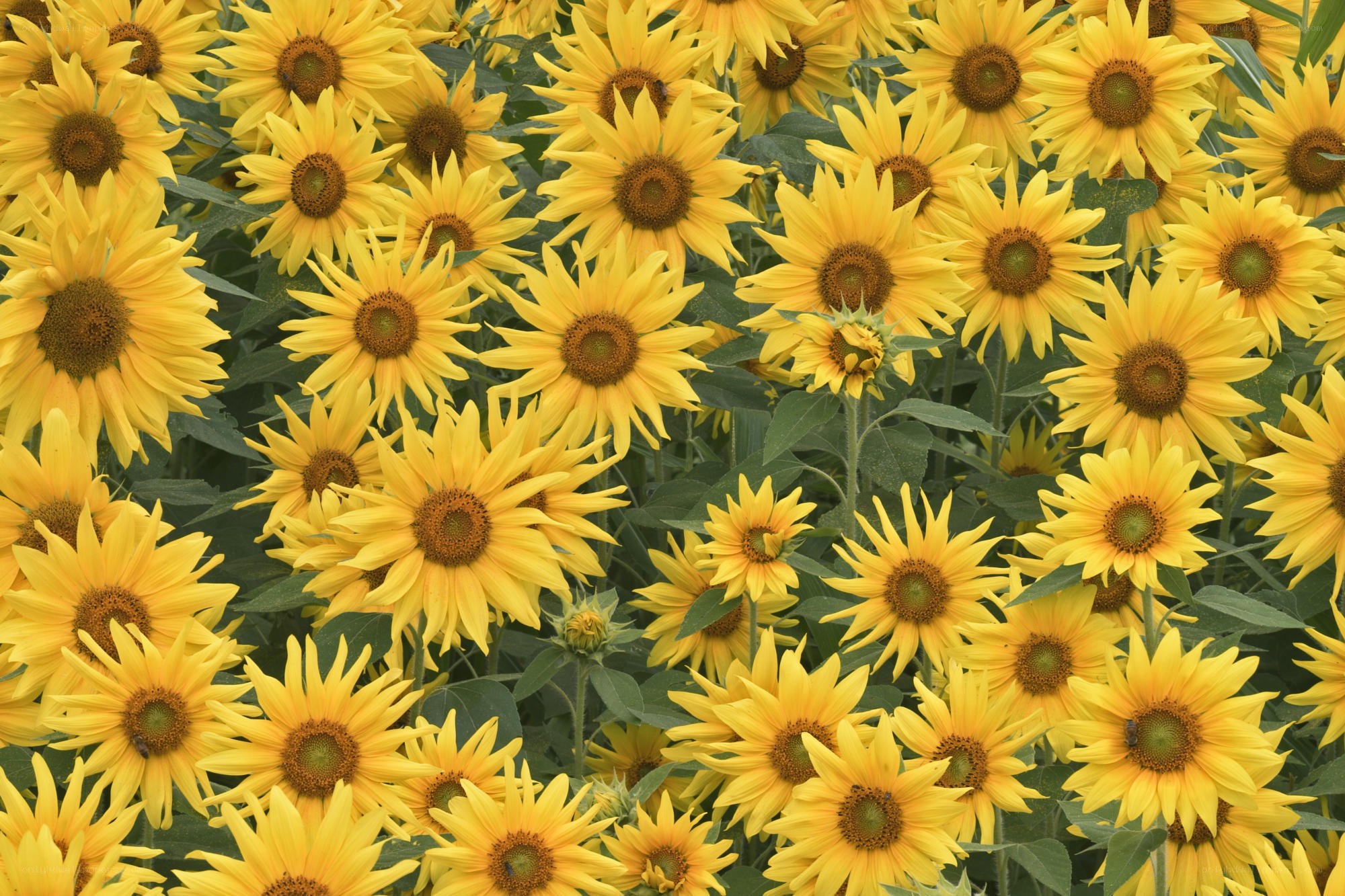 Sunflowers in a field