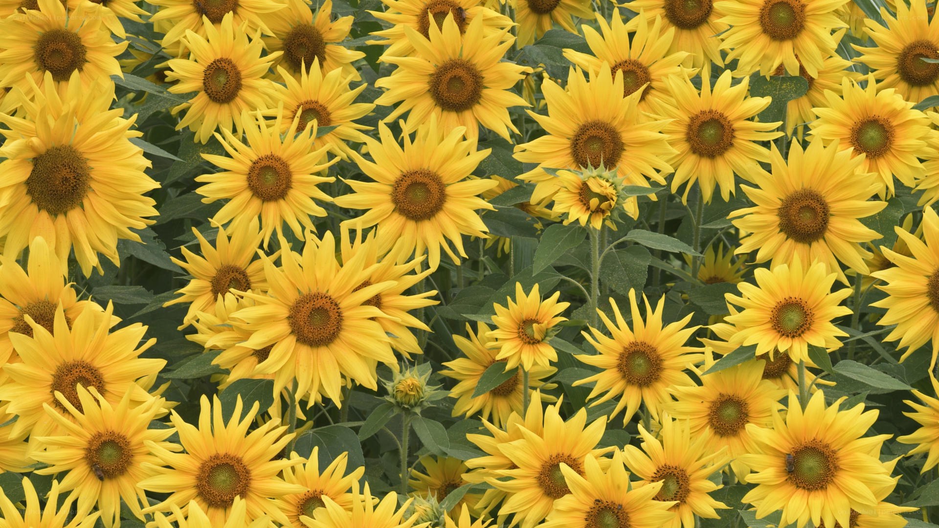 Sunflowers in a field
