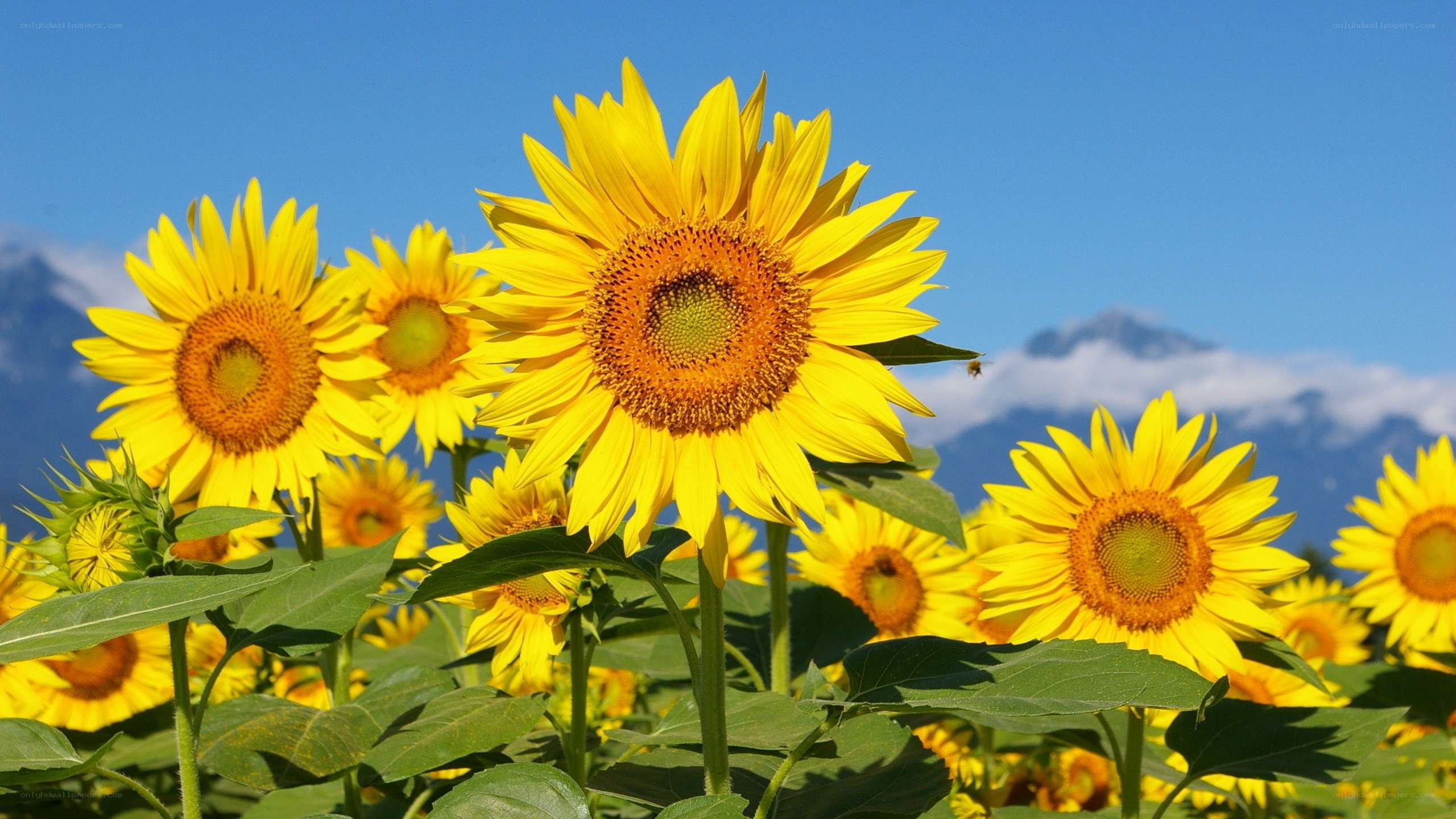Sunflowers in a field