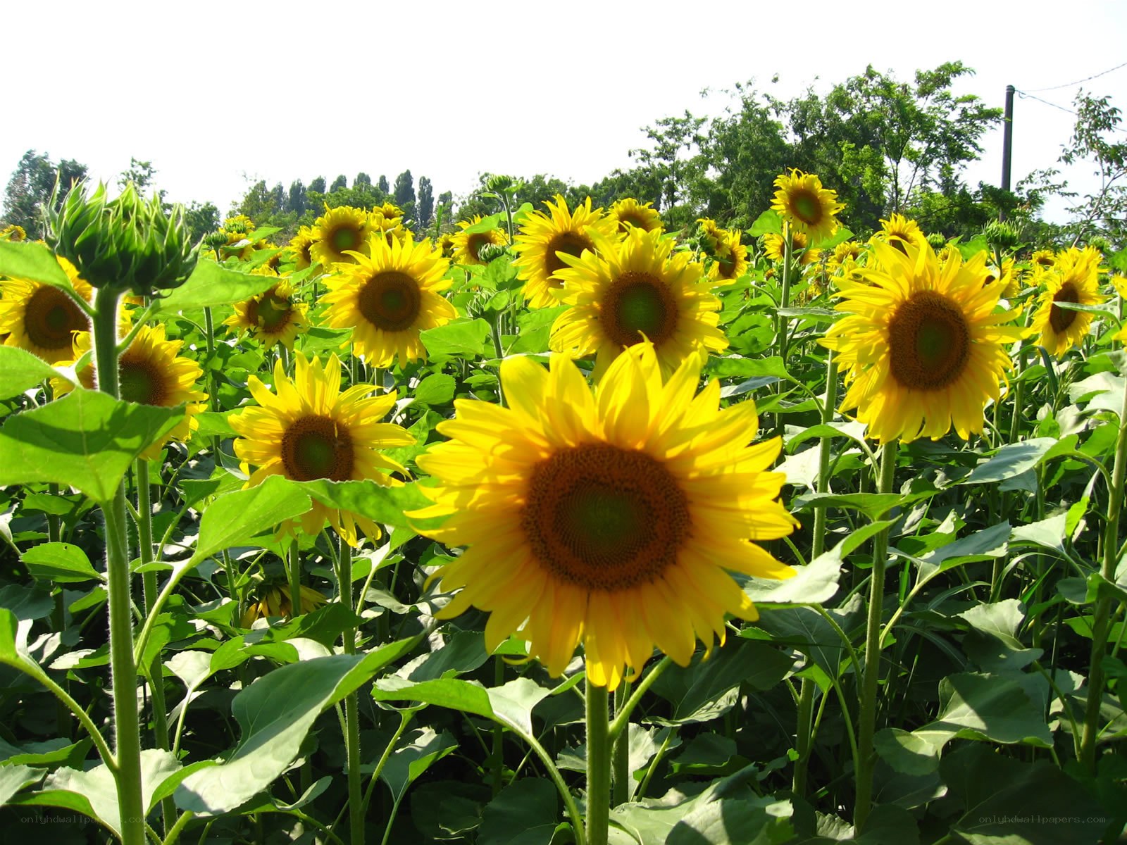 Sunflowers in a field