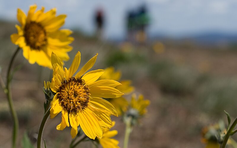 Sunflowers in a field