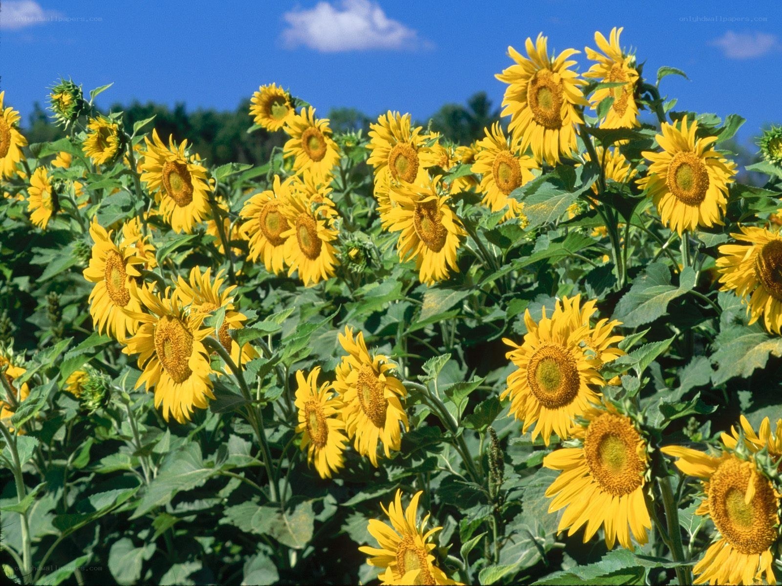 Sunflowers in a field