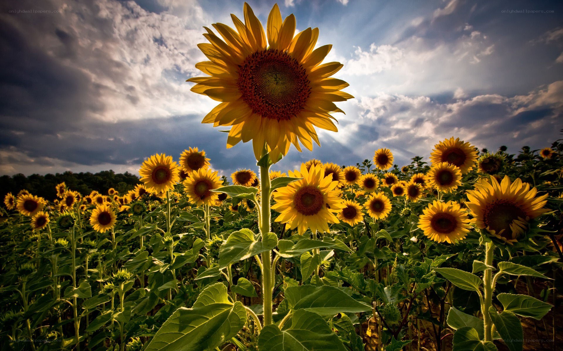 Sunflowers in a field
