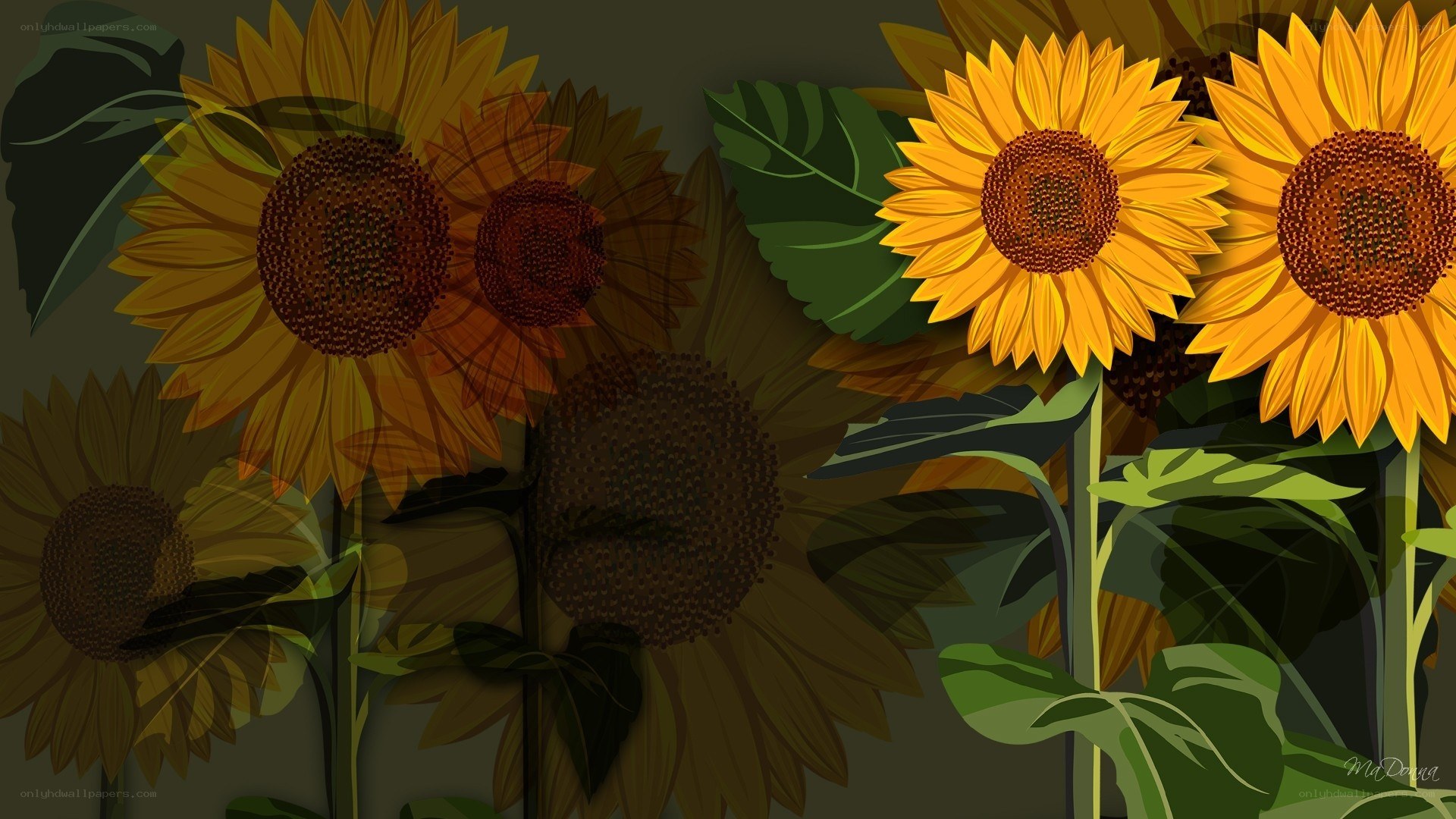 Sunflowers in a field